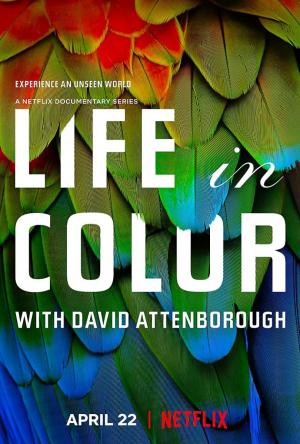 ดูซีรี่ย์สารคดี Life in Color with David Attenborough (2021) ชีวิตมีสีสันกับเดวิด แอทเทนเบอเรอห์